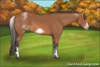 Horse Color:White Spotted Bay Sabino Frame