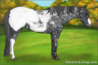Horse Color:Brown Appaloosa