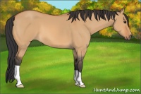 Horse Color:Bay Dun