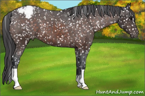 Horse Color: Brown Snowcap 