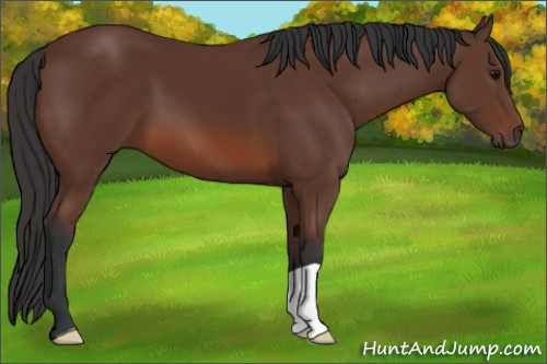 Horse Color: Bay 