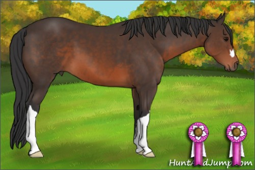 Horse Color: Brown 