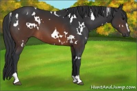 Horse Color:White Spotted Brown Sabino 
