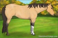 Horse Color:Buckskin Roan 