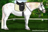 Horse Color:Gray Nacre Gold Cream Champagne Roan Dun Splash Appaloosa 