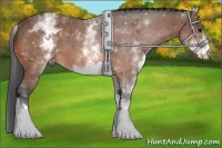Horse Color:White Spotted Bay 