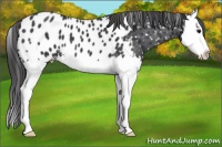 Horse Color:Black Splash Appaloosa