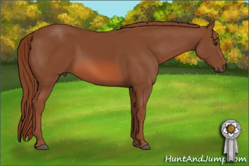 Horse Color: Liver Chestnut 