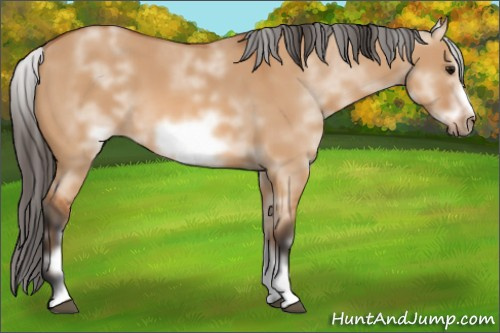 Horse Color: White Spotted Bay Dun Sabino Frame 