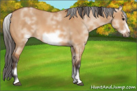 Horse Color:White Spotted Bay Dun Sabino Frame