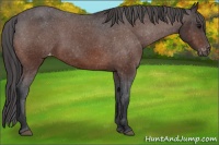 Horse Color:Bay Varnish