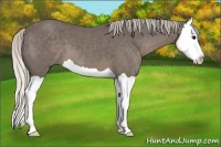 Horse Color:Silver Black Splash 