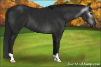Horse Color:Gray Black 