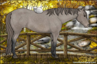 Horse Color:Black Mushroom Appaloosa 