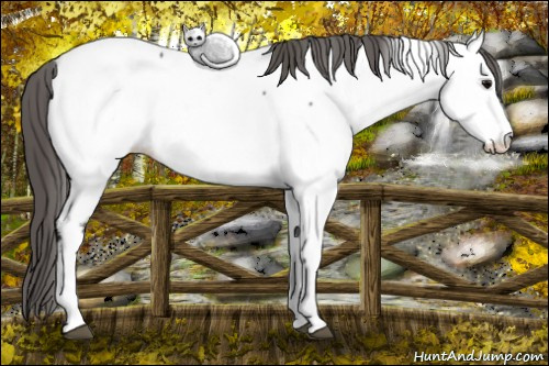 Horse Color: Black Mushroom Near Fewspot Rabicano 