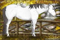 Horse Color:Black Mushroom Appaloosa Rabicano
