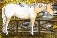 Horse Color:Palomino Appaloosa Rabicano