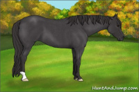 Horse Color:Buckskin Roan 