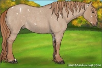 Horse Color:White Spotted Red Dun Roan 