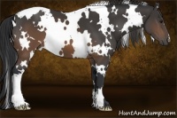 Horse Color:White Spotted Brown 