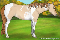 Horse Color:Red Dun Tobiano 