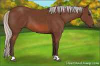 Horse Color:Silver Bay 