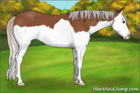 Horse Color:Silver Bay Splash 