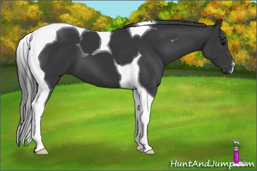 Horse Color: Brown Tobiano 