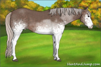 Horse Color:White Spotted Silver Brown Roan 