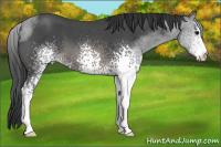 Horse Color:White Spotted Blue Roan 