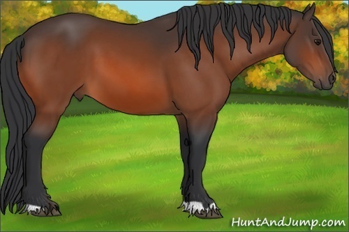 Horse Color: Bay 