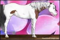 Horse Color:Bay Splash Tobiano