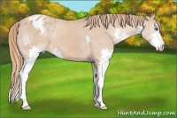 Horse Color:Chestnut Splash Appaloosa 