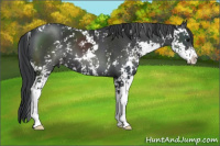 Horse Color:Black Sabino 