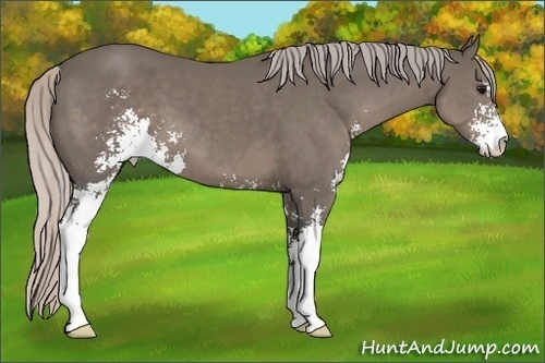 Horse Color: Silver Black Sabino 