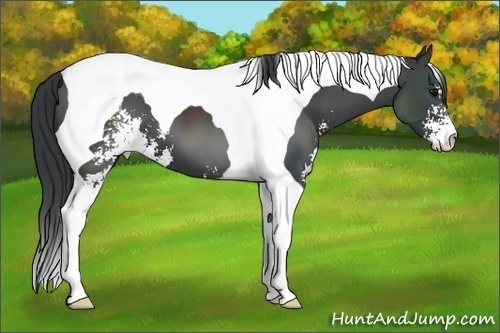 Horse Color: Black Sabino Tobiano 