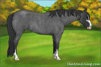 Horse Color:Blue Roan Sabino
