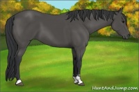 Horse Color:Black Sabino 
