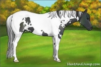 Horse Color:White Spotted Black Tobiano 