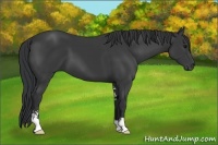 Horse Color:Black Sabino