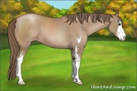 Horse Color:Black Pearl Sabino