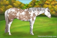 Horse Color:Black Pearl Sabino 