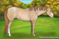 Horse Color:Chestnut Pearl 