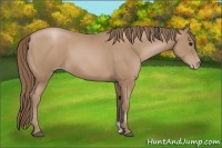 Horse Color:Black Pearl Sabino 