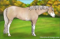 Horse Color:Silver Blue Roan Pearl Sabino