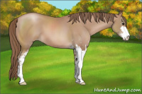 Horse Color:Black Pearl Sabino 