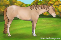 Horse Color:Chestnut Pearl