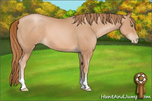 Horse Color: Chestnut Pearl 