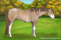 Horse Color:Black Pearl Sabino 