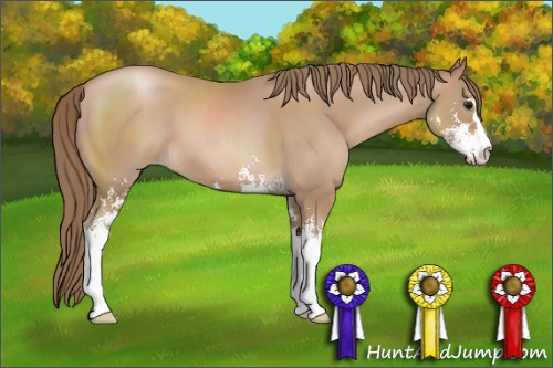 Horse Color: Black Pearl Sabino 